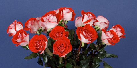 Red and White Roses